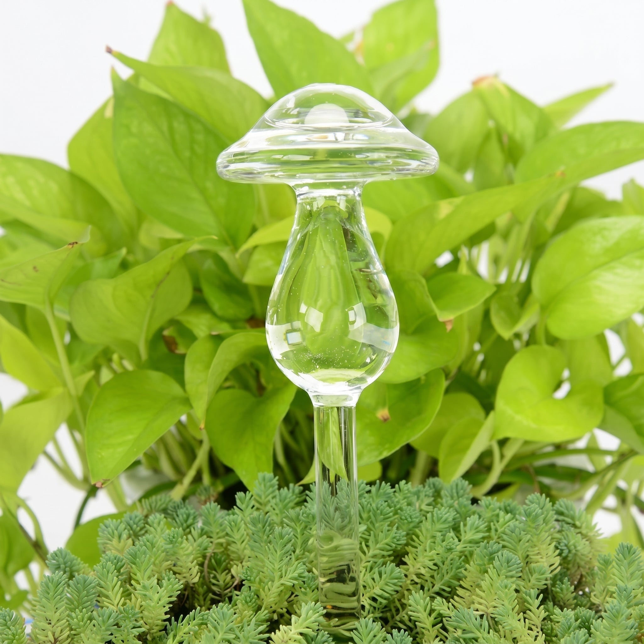 Glas Selbstbewässerungsfigur für Zimmerpflanzen - Selbstbewässerndes Glas - Pilz - Voldeva